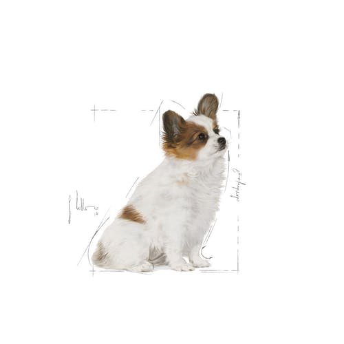 Royal Canin Xsmall Junior 1.5 kg Küçük Irk Yavru Köpek Maması
